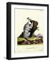 Silvery Marmoset-null-Framed Giclee Print