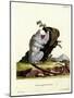 Silvery Marmoset-null-Mounted Giclee Print