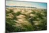 Silvery Steppe Grass Bends to the Wind in Tuva's Grasslands., 2003 (Photo)-Sisse Brimberg-Mounted Giclee Print
