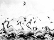 Swans waves-Silvia Dinca-Photographic Print