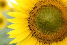 Sunflower Closeup-silviumatei-Photographic Print