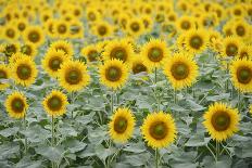 Sunflower Closeup-silviumatei-Photographic Print