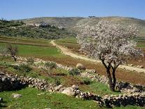 Almond Tree on Small Plot of Land, Near Mount Hebron, Israel, Middle East-Simanor Eitan-Photographic Print