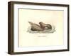 Simia Leonina-Friedrich Alexander Humboldt-Framed Giclee Print