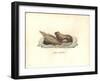 Simia Leonina-Friedrich Alexander Humboldt-Framed Giclee Print