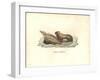 Simia Leonina-Friedrich Alexander Humboldt-Framed Giclee Print