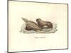 Simia Leonina-Friedrich Alexander Humboldt-Mounted Giclee Print