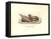 Simia Leonina-Friedrich Alexander Humboldt-Framed Stretched Canvas