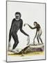 Simia Longimana (Hylobates Lar) or White-Handed Gibbon from Mammals from Illustrations of Nature wi-null-Mounted Giclee Print