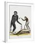 Simia Longimana (Hylobates Lar) or White-Handed Gibbon from Mammals from Illustrations of Nature wi-null-Framed Giclee Print