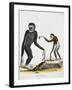Simia Longimana (Hylobates Lar) or White-Handed Gibbon from Mammals from Illustrations of Nature wi-null-Framed Giclee Print