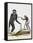 Simia Longimana (Hylobates Lar) or White-Handed Gibbon from Mammals from Illustrations of Nature wi-null-Framed Stretched Canvas