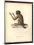 Simia Melanocephala-Friedrich Alexander Humboldt-Mounted Giclee Print