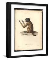 Simia Melanocephala-Friedrich Alexander Humboldt-Framed Giclee Print