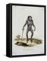 Simia Pygmaeus-null-Framed Stretched Canvas