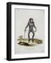 Simia Pygmaeus-null-Framed Giclee Print