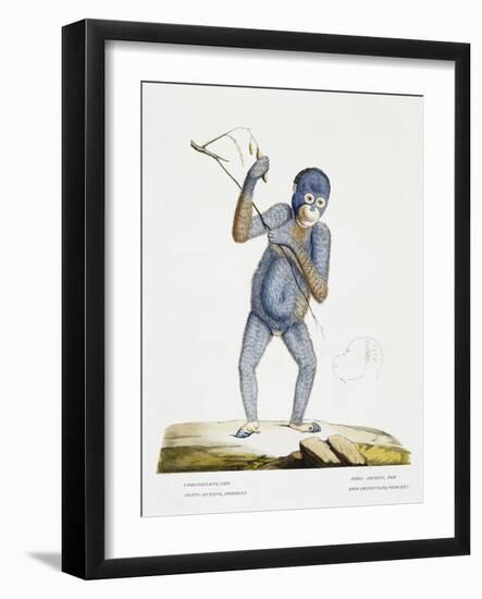 Simia Satyrus Fem-null-Framed Giclee Print