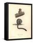 Simia Trivirgata-Friedrich Alexander Humboldt-Framed Stretched Canvas