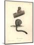 Simia Trivirgata-Friedrich Alexander Humboldt-Mounted Giclee Print