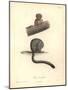 Simia Trivirgata-Friedrich Alexander Humboldt-Mounted Giclee Print
