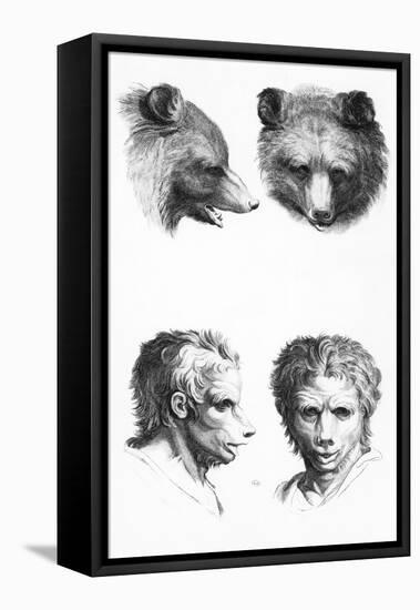 Similarities Between the Head of a Bear and a Man-Charles Le Brun-Framed Stretched Canvas