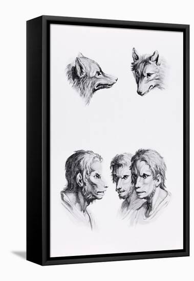 Similarities Between the Head of a Wolf and a Man-Charles Le Brun-Framed Stretched Canvas