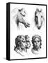 Similarities Between the Heads of a Horse and a Man-Charles Le Brun-Framed Stretched Canvas
