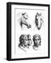 Similarities Between the Heads of a Horse and a Man-Charles Le Brun-Framed Giclee Print