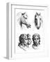 Similarities Between the Heads of a Horse and a Man-Charles Le Brun-Framed Giclee Print