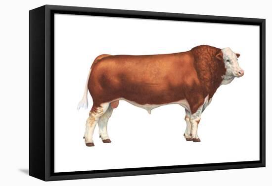 Simmental Bull, Beef Cattle, Mammals-Encyclopaedia Britannica-Framed Stretched Canvas