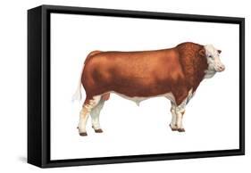 Simmental Bull, Beef Cattle, Mammals-Encyclopaedia Britannica-Framed Stretched Canvas