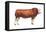 Simmental Bull, Beef Cattle, Mammals-Encyclopaedia Britannica-Framed Stretched Canvas