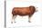 Simmental Bull, Beef Cattle, Mammals-Encyclopaedia Britannica-Stretched Canvas