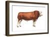 Simmental Bull, Beef Cattle, Mammals-Encyclopaedia Britannica-Framed Art Print