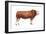 Simmental Bull, Beef Cattle, Mammals-Encyclopaedia Britannica-Framed Art Print