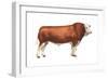 Simmental Bull, Beef Cattle, Mammals-Encyclopaedia Britannica-Framed Art Print