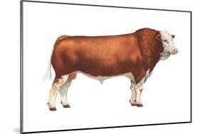 Simmental Bull, Beef Cattle, Mammals-Encyclopaedia Britannica-Mounted Art Print