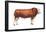 Simmental Bull, Beef Cattle, Mammals-Encyclopaedia Britannica-Framed Poster
