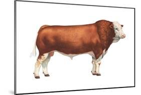Simmental Bull, Beef Cattle, Mammals-Encyclopaedia Britannica-Mounted Poster