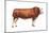 Simmental Bull, Beef Cattle, Mammals-Encyclopaedia Britannica-Mounted Poster