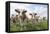 Simmental Cattle Cows in Meadow-null-Framed Stretched Canvas