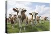 Simmental Cattle Cows in Meadow-null-Stretched Canvas