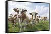 Simmental Cattle Cows in Meadow-null-Framed Stretched Canvas