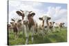 Simmental Cattle Cows in Meadow-null-Stretched Canvas