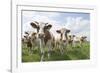 Simmental Cattle Cows in Meadow-null-Framed Photographic Print