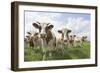 Simmental Cattle Cows in Meadow-null-Framed Photographic Print