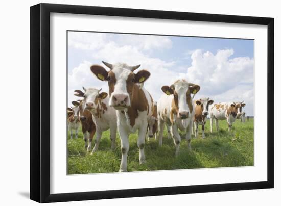 Simmental Cattle Cows in Meadow-null-Framed Photographic Print