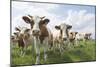 Simmental Cattle Cows in Meadow-null-Mounted Photographic Print