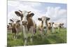 Simmental Cattle Cows in Meadow-null-Mounted Photographic Print