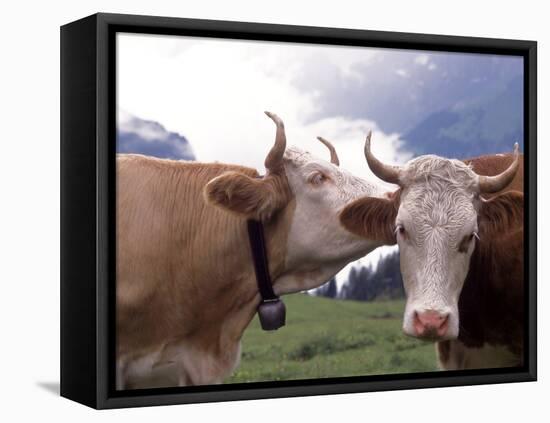 Simmental Cows, Switzerland-Lynn M^ Stone-Framed Stretched Canvas